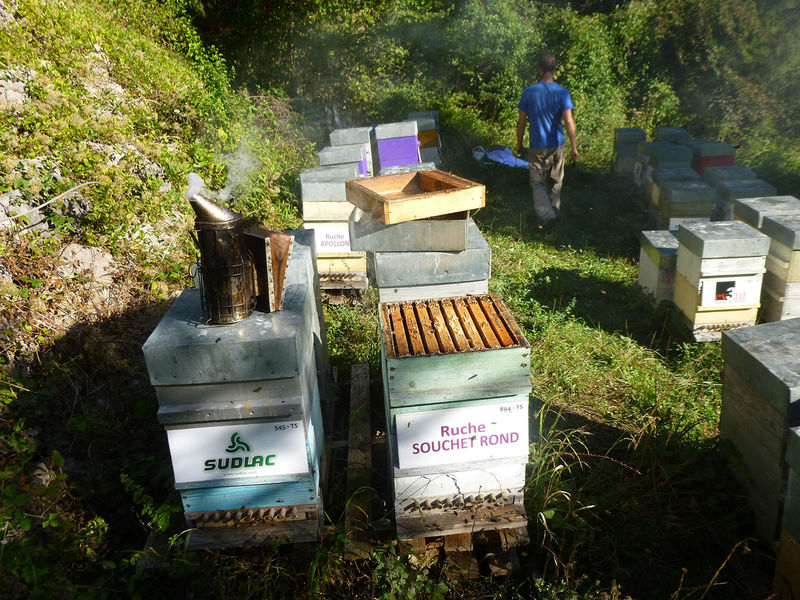 La ruche Souchet rond