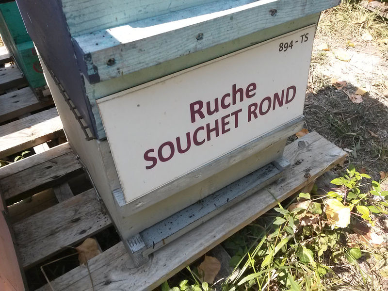 La ruche Souchet rond