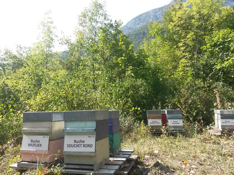 La ruche Souchet rond