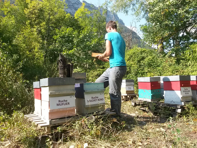 La ruche Souchet rond