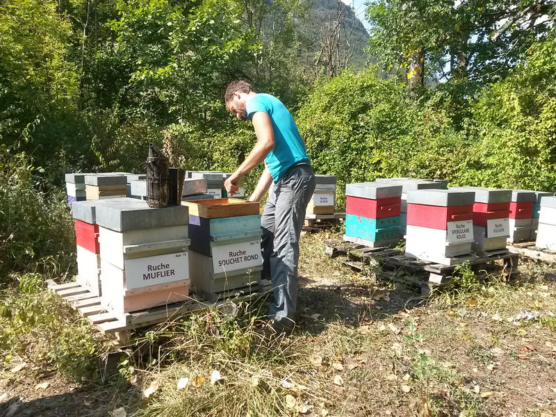 La ruche Souchet rond