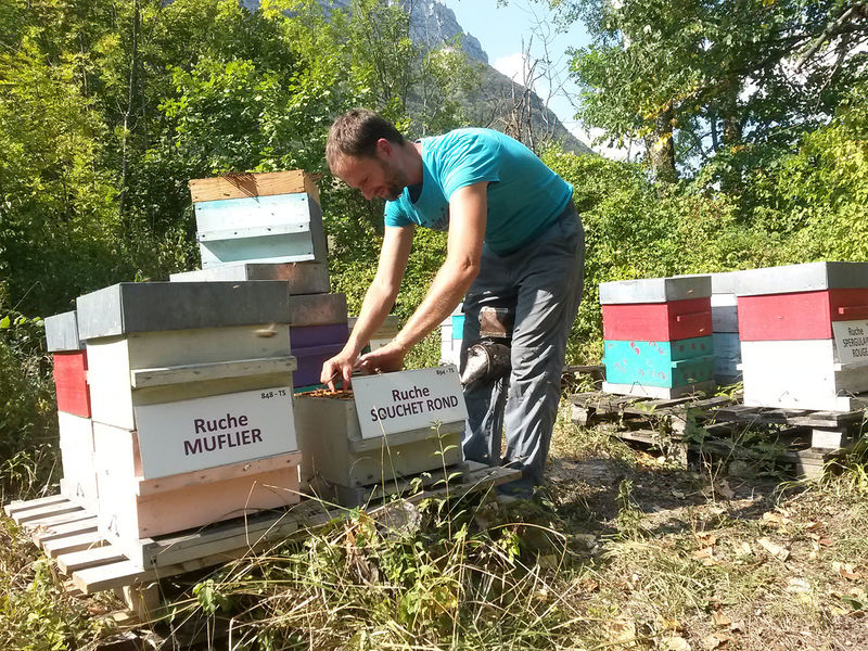 La ruche Souchet rond