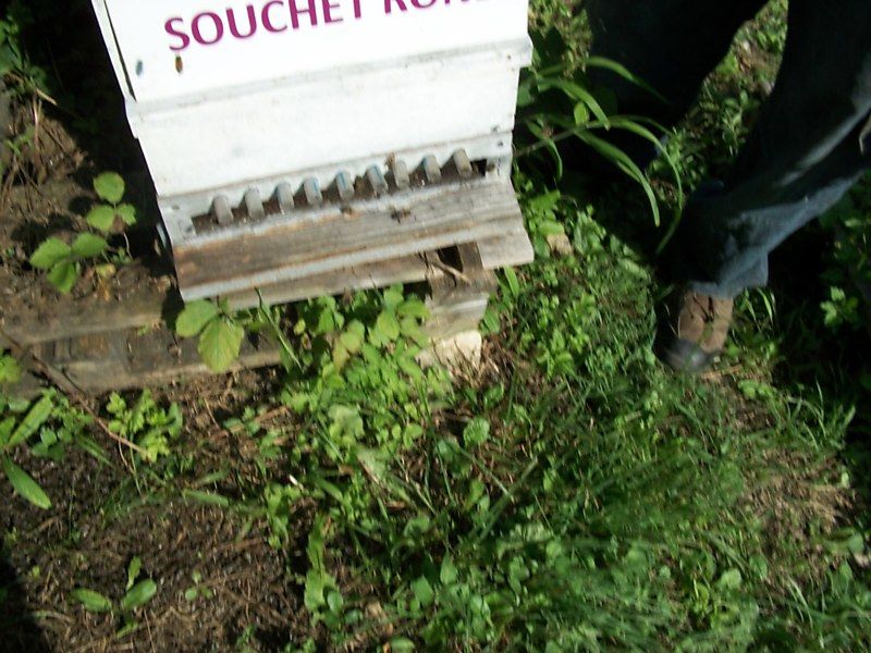 La ruche Souchet rond