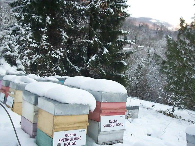 La ruche Souchet rond