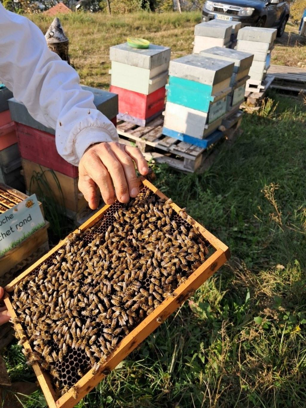 La ruche Souchet rond