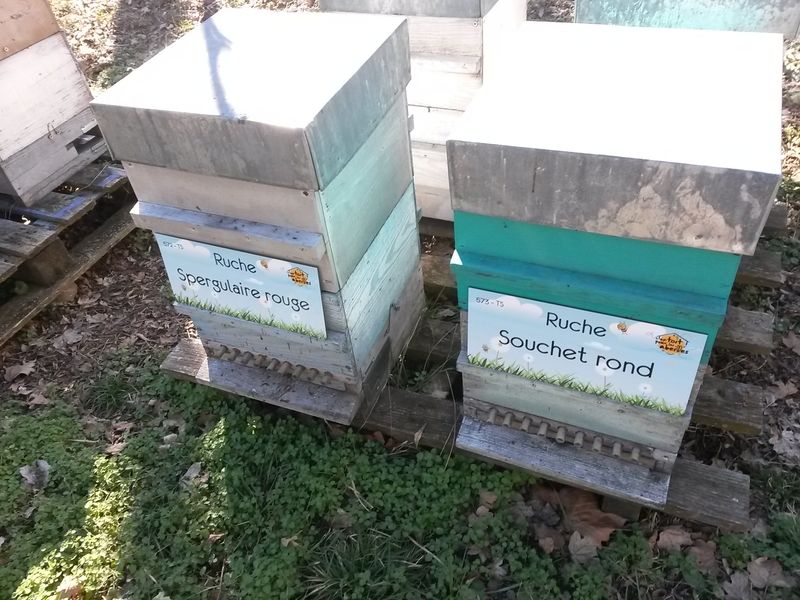 La ruche Souchet rond