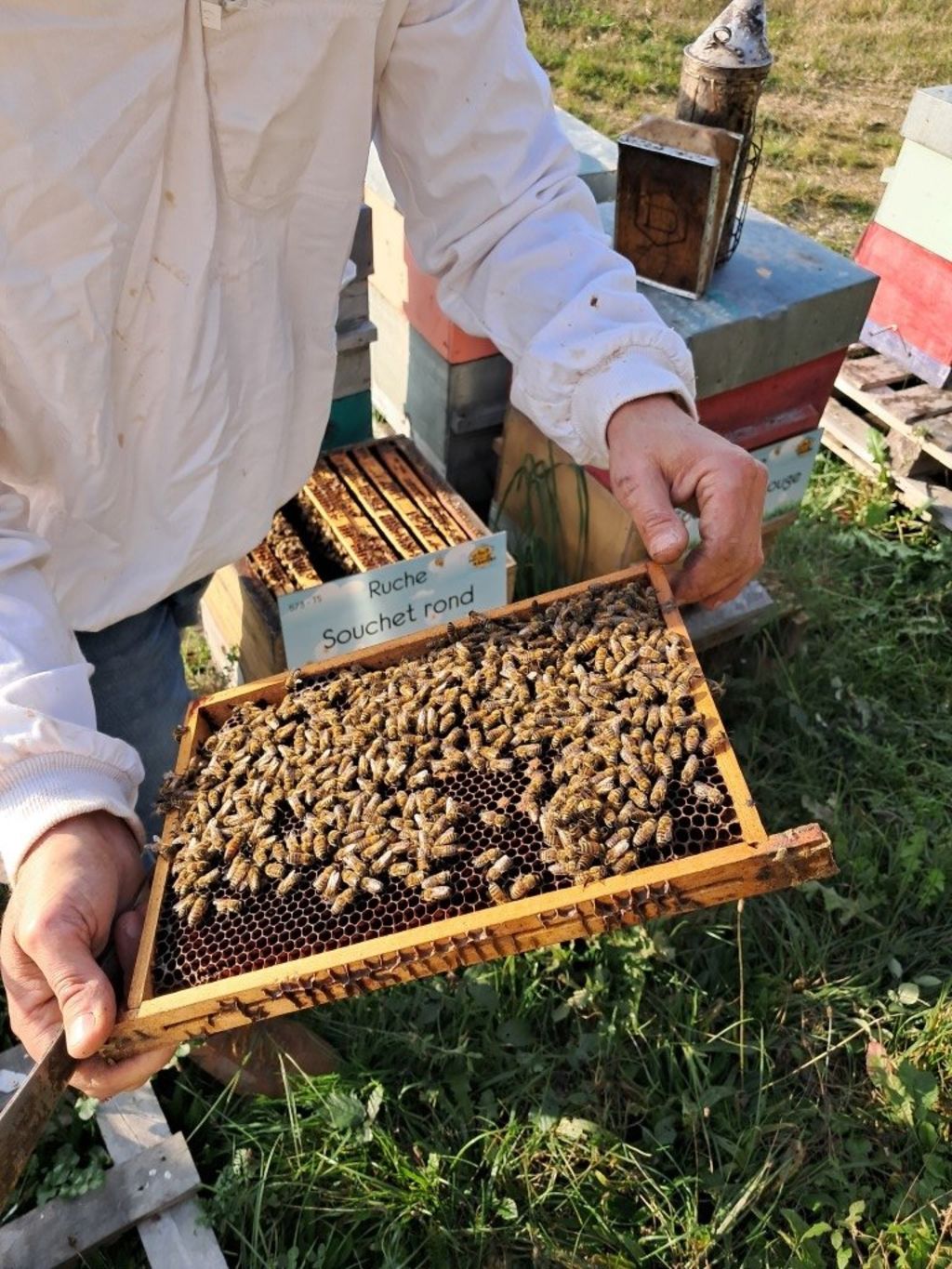 La ruche Souchet rond