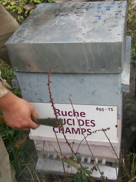 La ruche Souci des champs