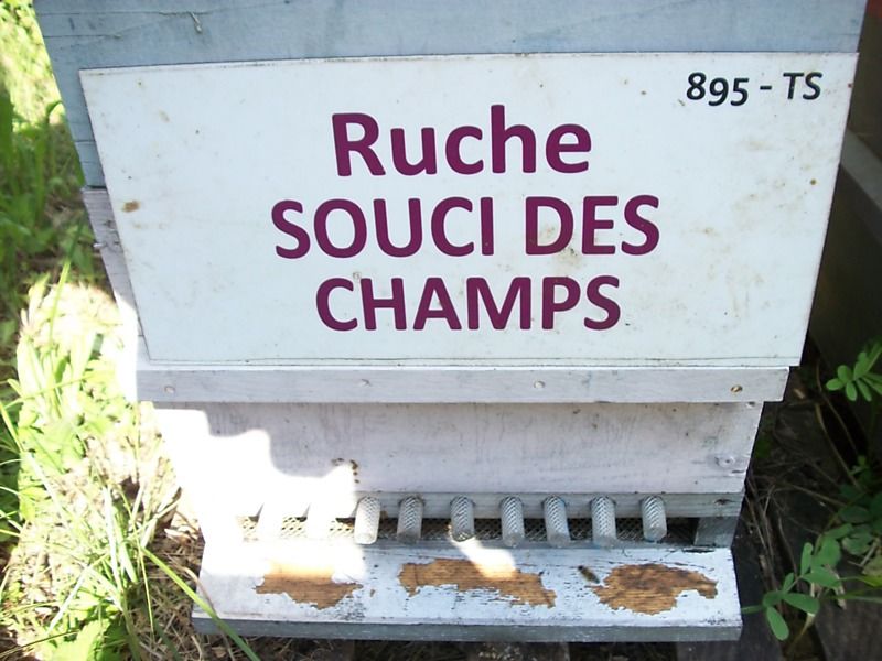 La ruche Souci des champs