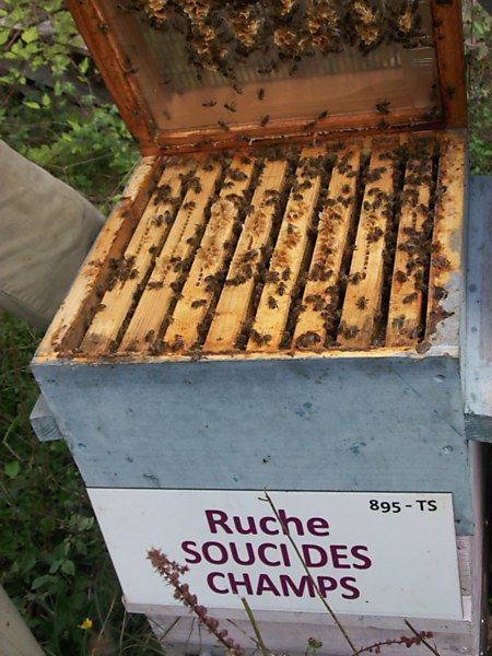 La ruche Souci des champs