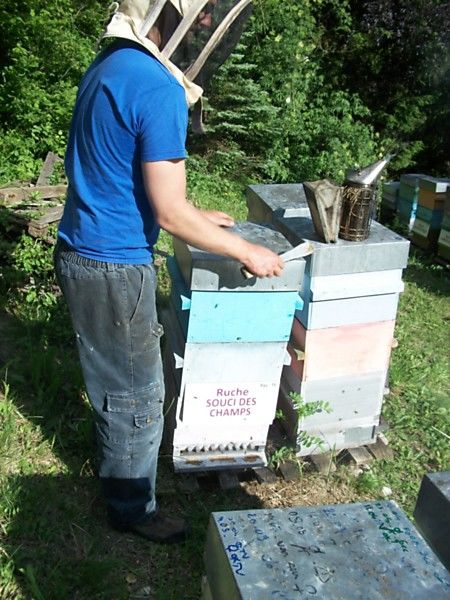 La ruche Souci des champs