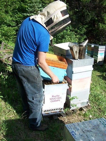 La ruche Souci des champs