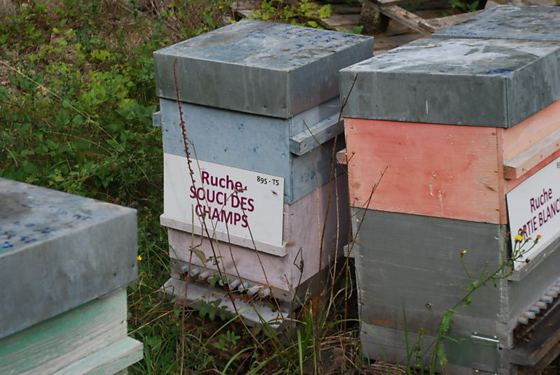 La ruche Souci des champs