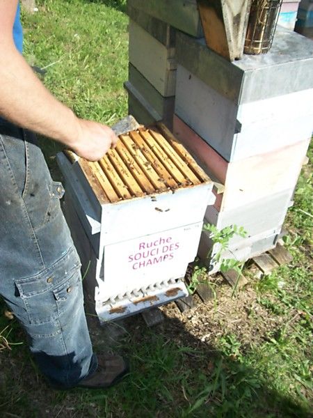 La ruche Souci des champs