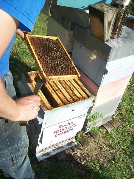 La ruche Souci des champs