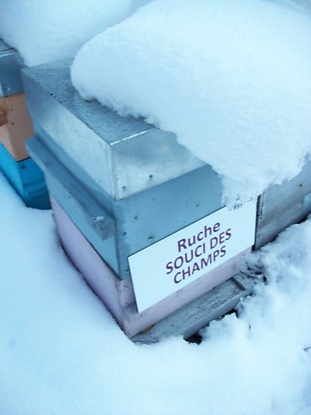 La ruche Souci des champs