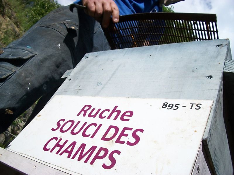 La ruche Souci des champs