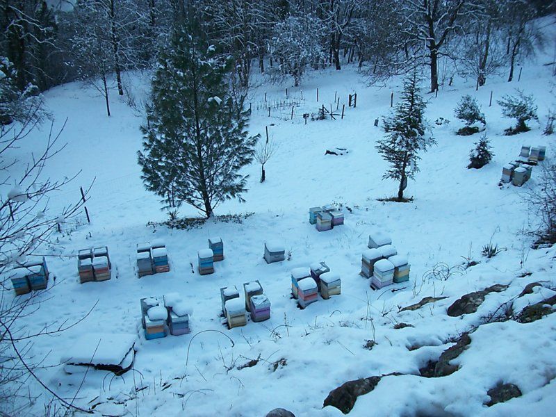 La ruche Souci des champs