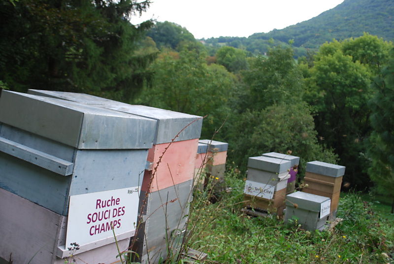 La ruche Souci des champs