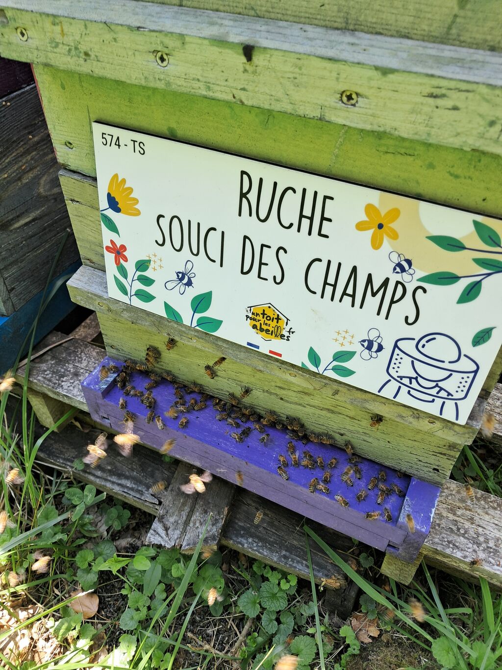 La ruche Souci des champs