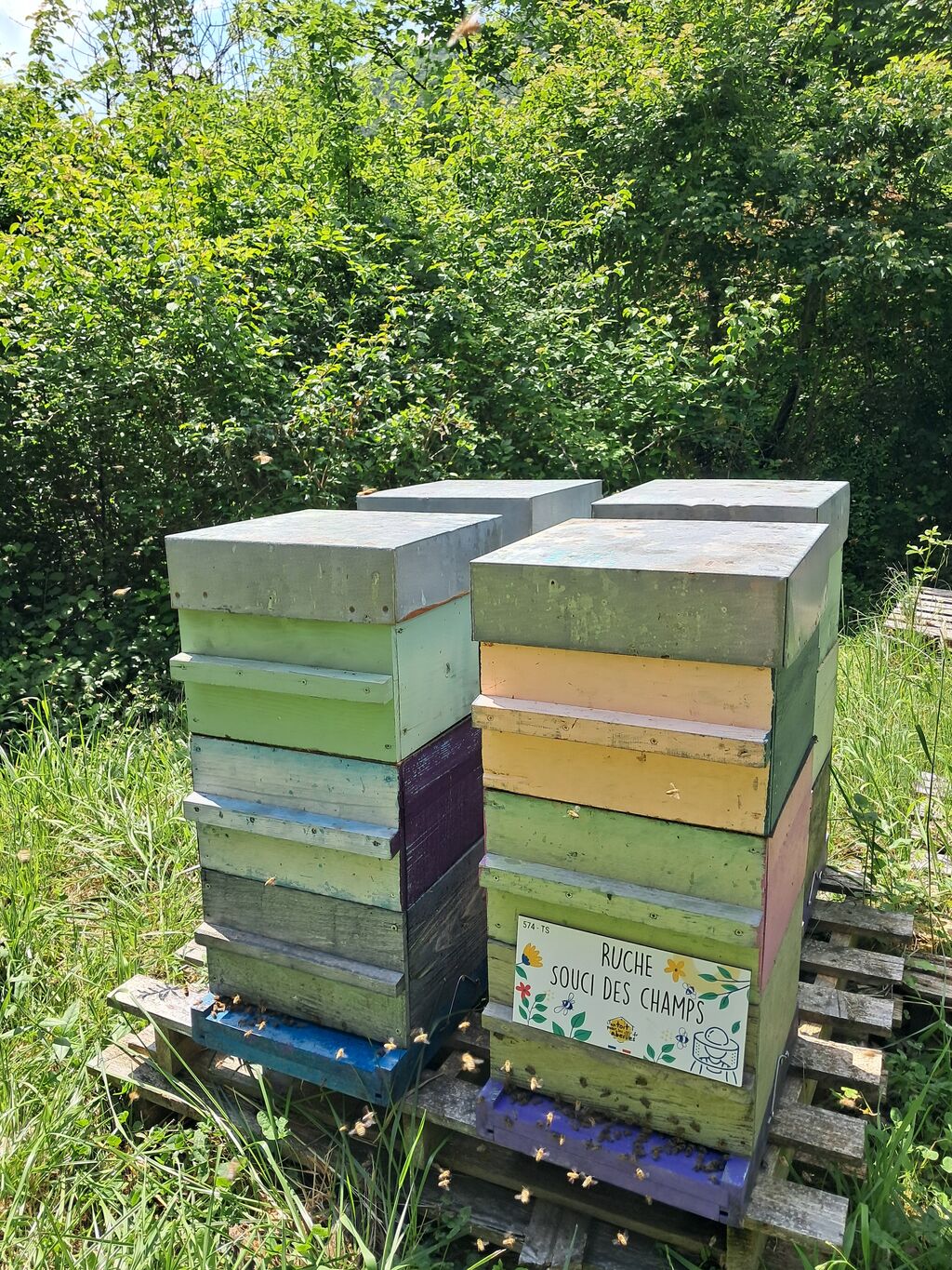 La ruche Souci des champs