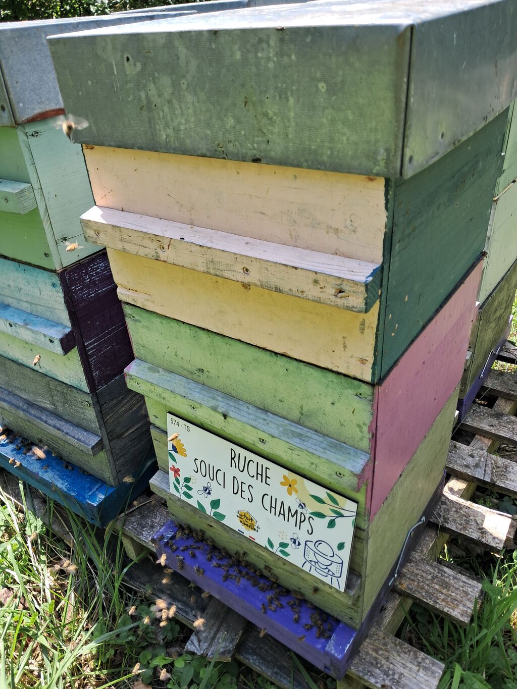 La ruche Souci des champs