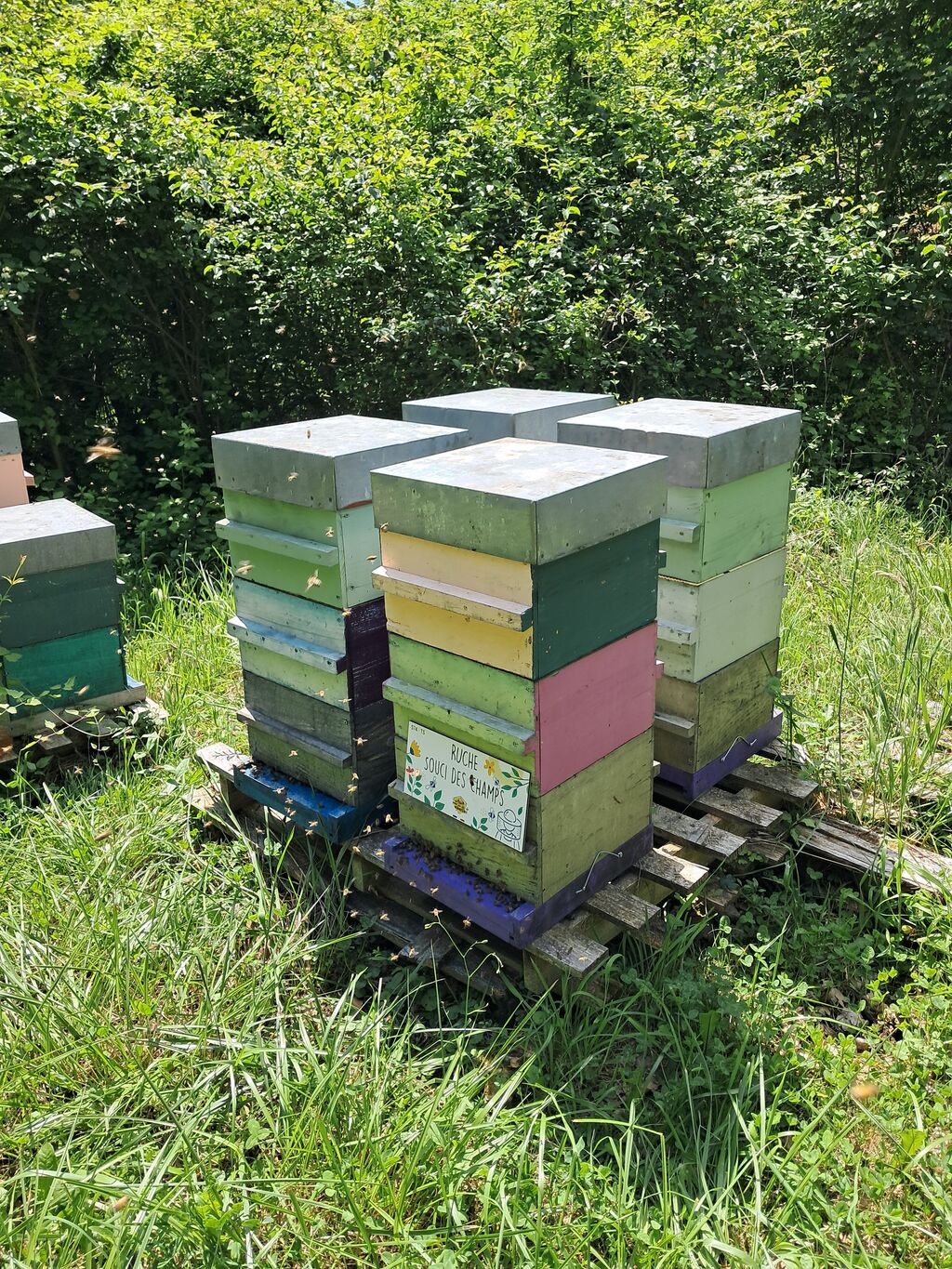 La ruche Souci des champs