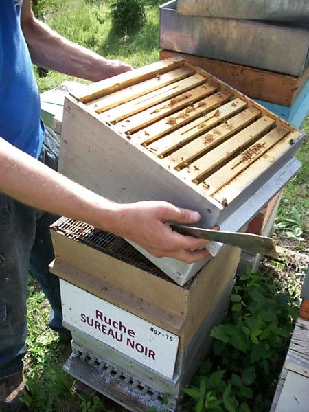 La ruche Sureau noir