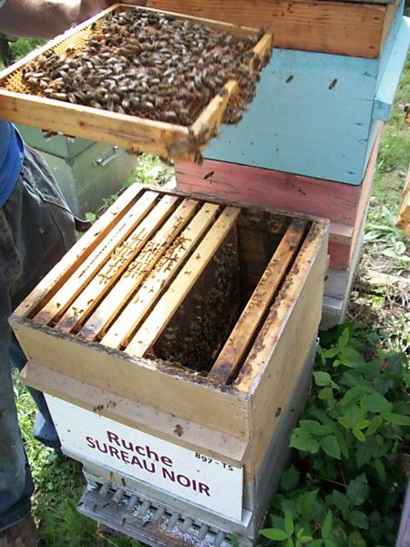 La ruche Sureau noir