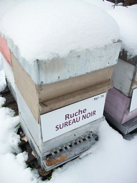 La ruche Sureau noir
