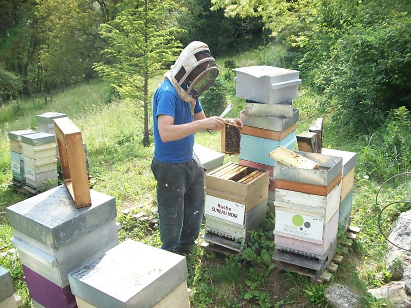 La ruche Sureau noir