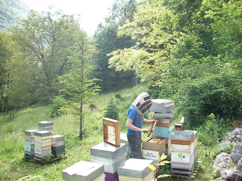 La ruche Sureau noir