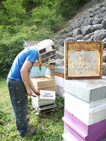 La ruche Sureau noir
