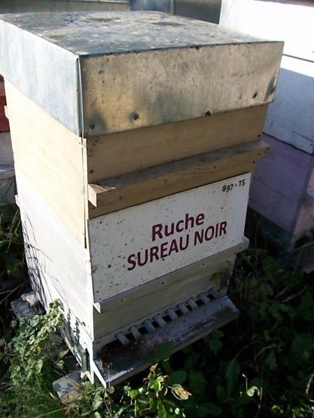 La ruche Sureau noir