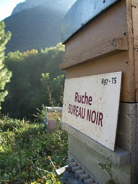 La ruche Sureau noir