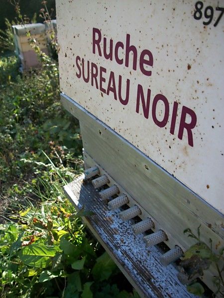 La ruche Sureau noir