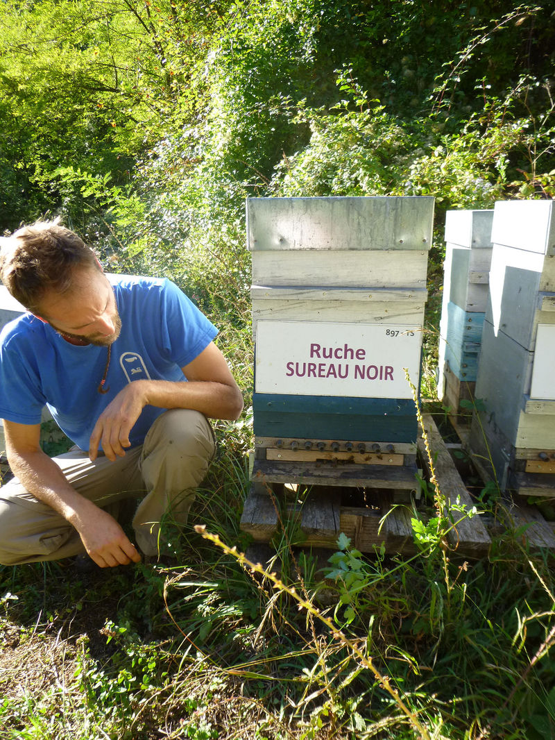 La ruche Sureau noir