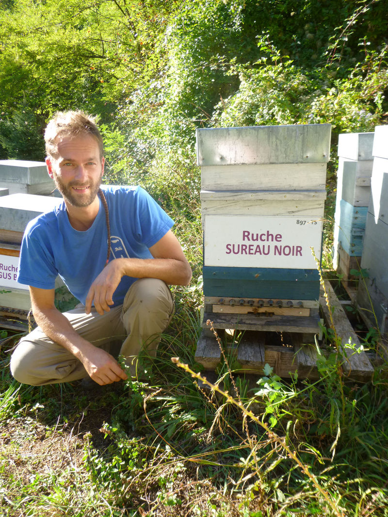 La ruche Sureau noir