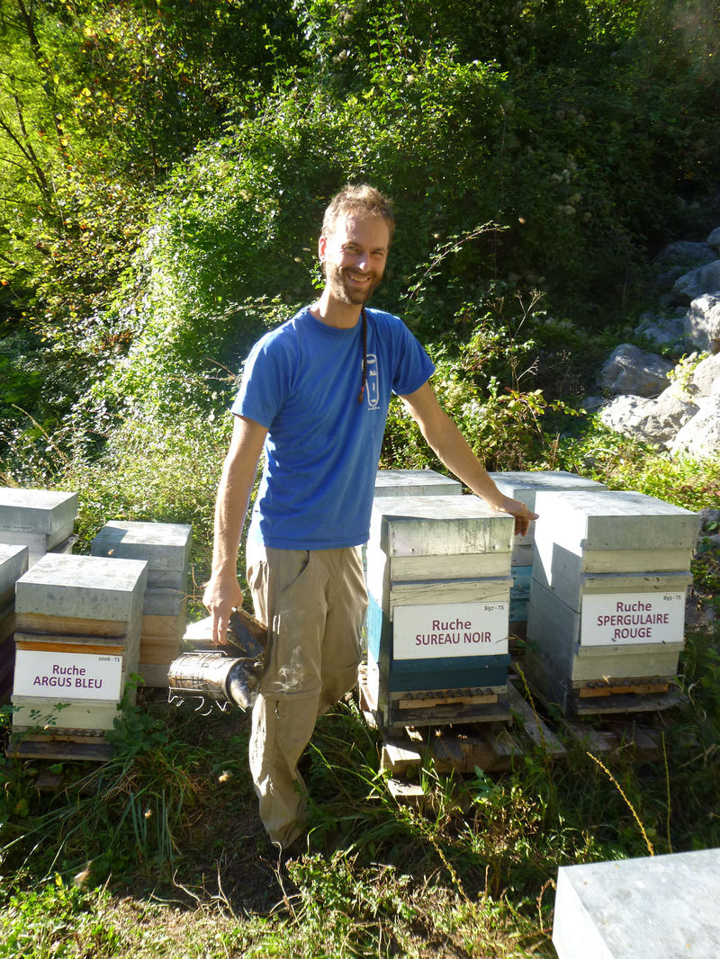La ruche Sureau noir