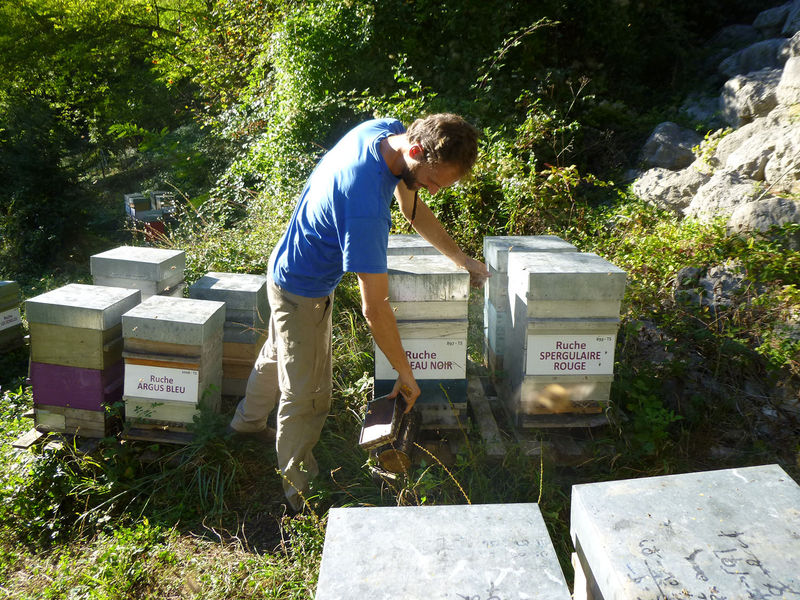 La ruche Sureau noir
