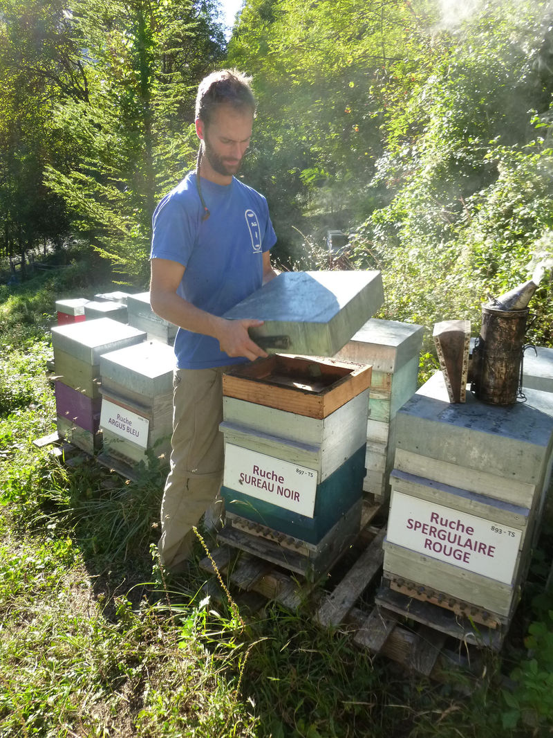 La ruche Sureau noir