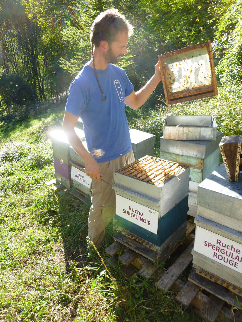 La ruche Sureau noir