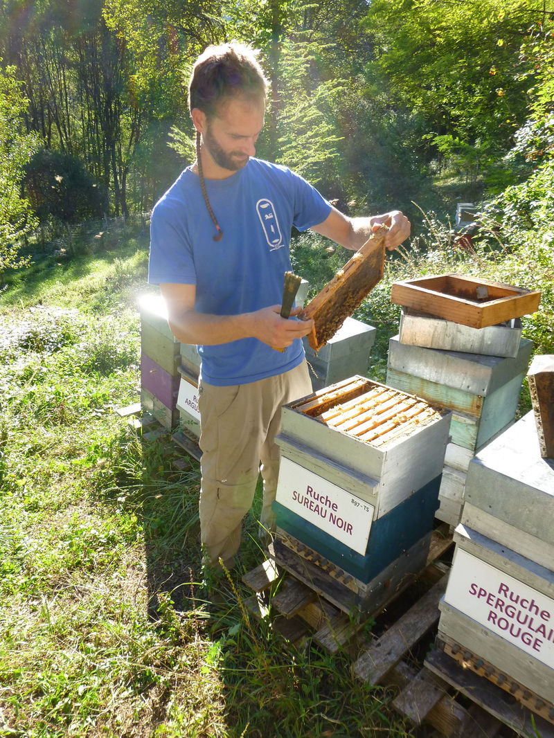 La ruche Sureau noir