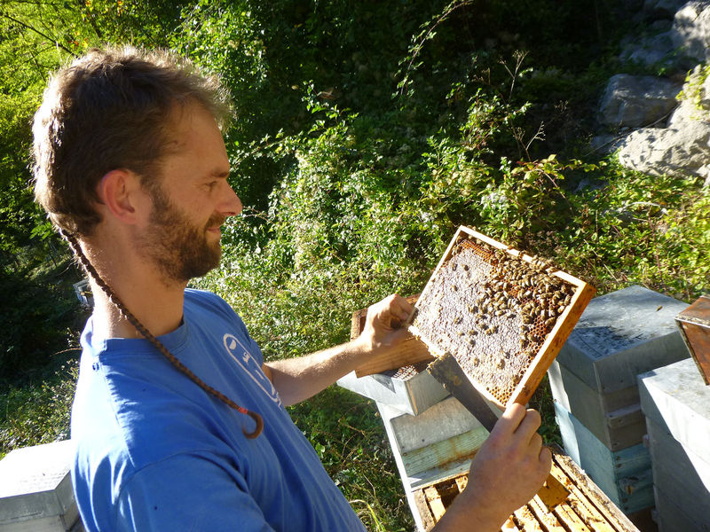 La ruche Sureau noir