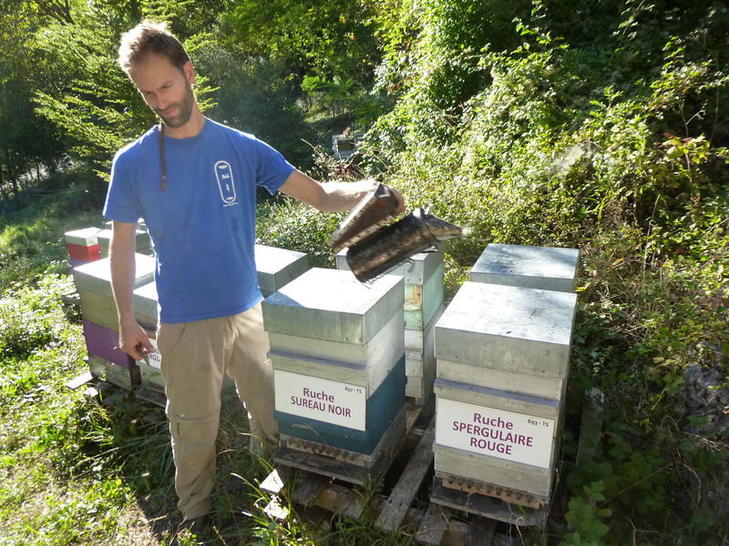 La ruche Sureau noir