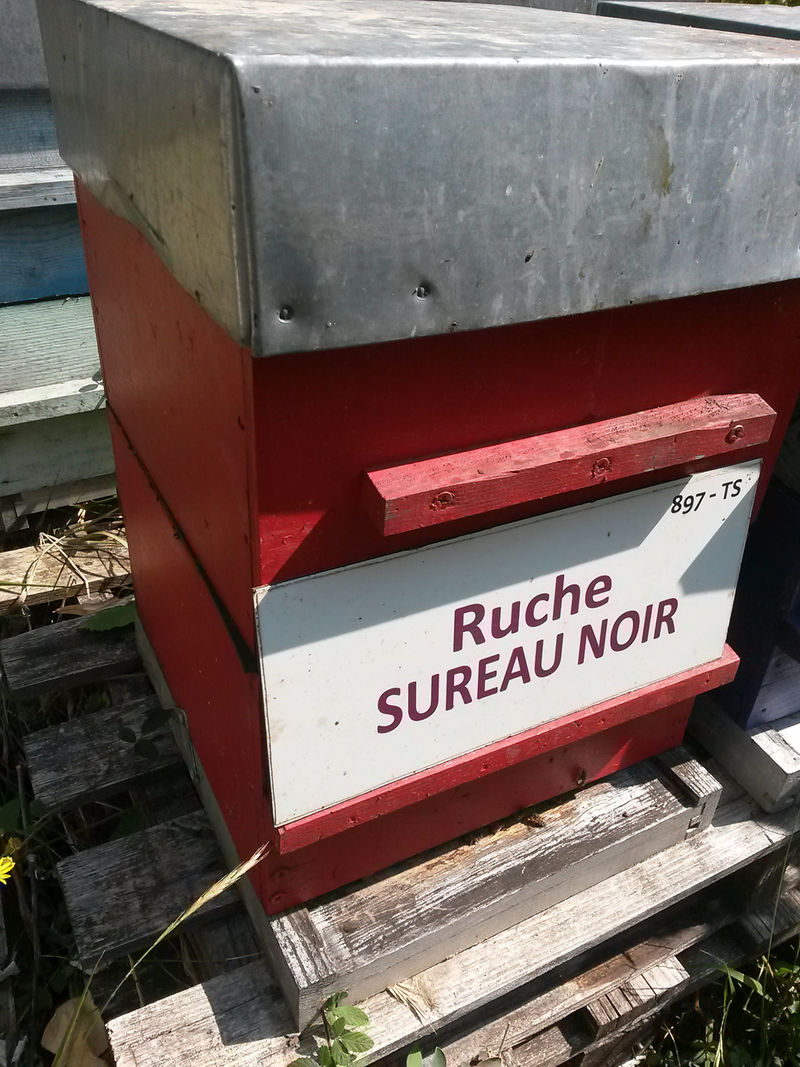La ruche Sureau noir