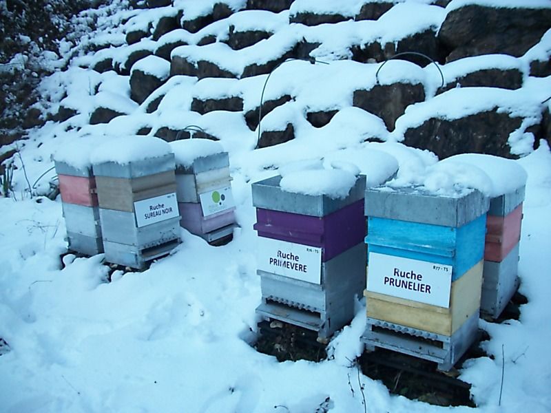 La ruche Sureau noir