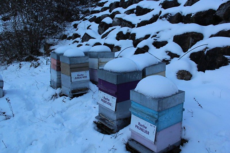 La ruche Sureau noir