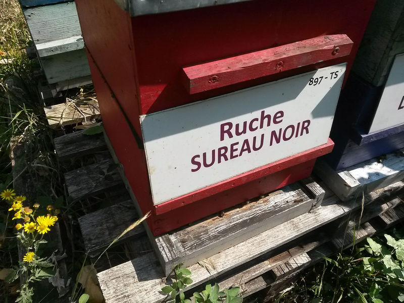 La ruche Sureau noir