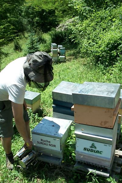 La ruche Sureau noir
